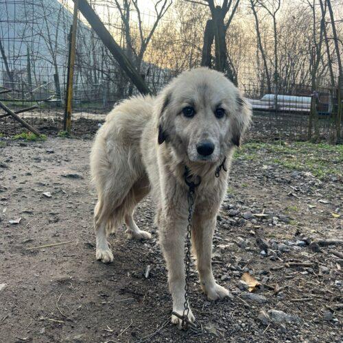 Lice - Maschio  - 1 Anno E Mezzo (Nato Indicativamente A Luglio 2024)  Razza: Simil Maremmano  Taglia: Medio Grande  